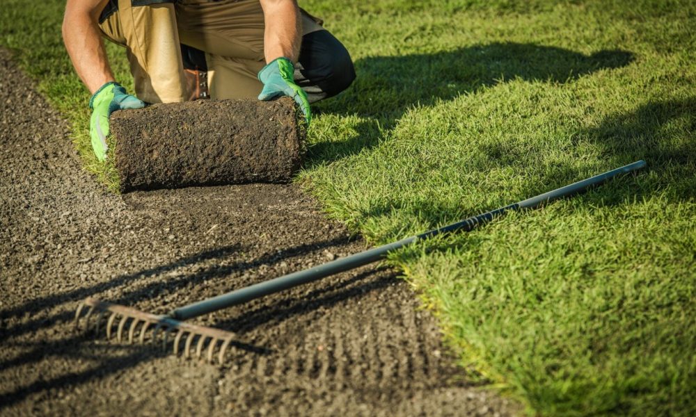 Gardener Lay The Turf